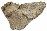 Dinosaur (Triceratops) Frill Shield Section - Montana #338962-1